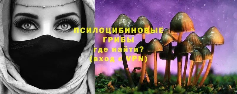 omg зеркало  купить   Гусев  Псилоцибиновые грибы Psilocybe 